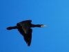 Cormoran en vol en Méditerranée